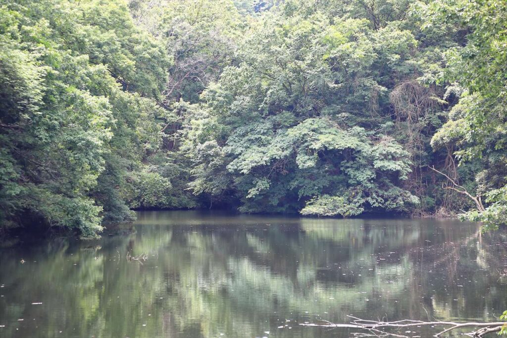 現在の画像に代替テキストがありません。ファイル名: summer-kamakurako053.jpg